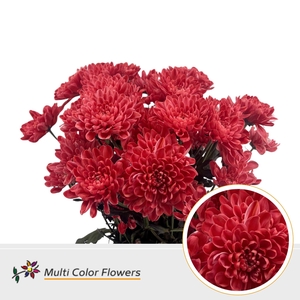 Chr T Altaj Ruby Red