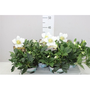 Helleborus Ni Hgc Wintergold 40+