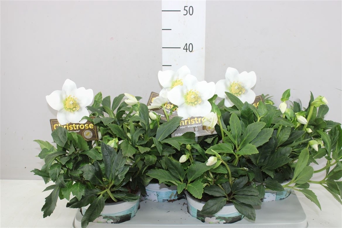 <h4>Helleborus Ni Hgc Wintergold 40+</h4>