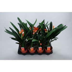 Clivia miniata Castle knopje minder