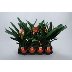 Clivia miniata Castle knopje minder
