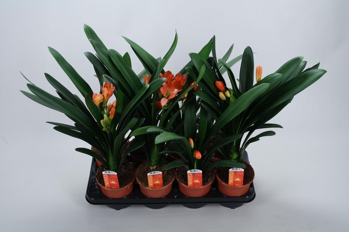 <h4>Clivia miniata Castle knopje minder</h4>