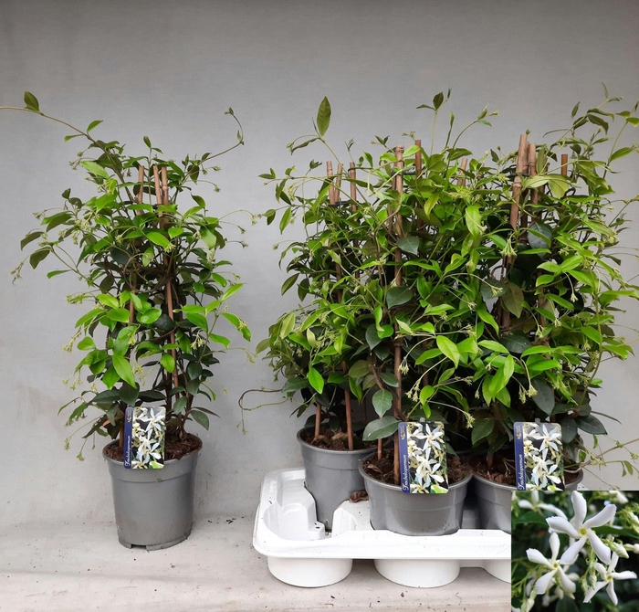 <h4>TRAC JASMINOIDES</h4>