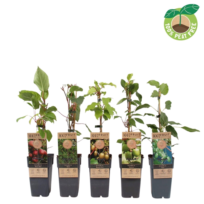 <h4>Actinidia kiwibes mix tray</h4>