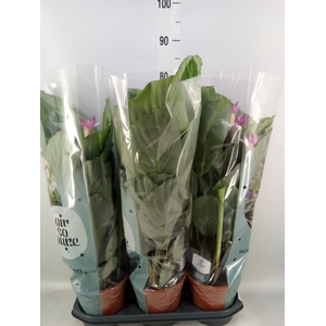 Calathea  'Bicajoux Cobra'