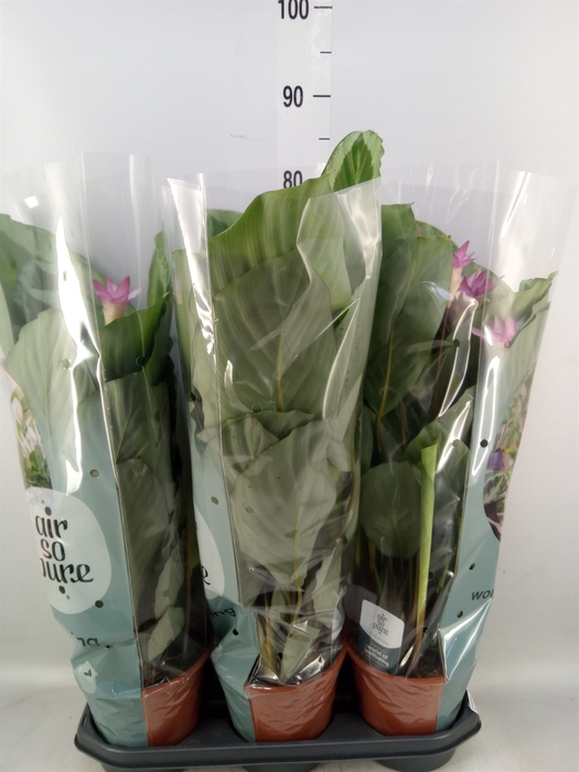 <h4>Calathea  'Bicajoux Cobra'</h4>