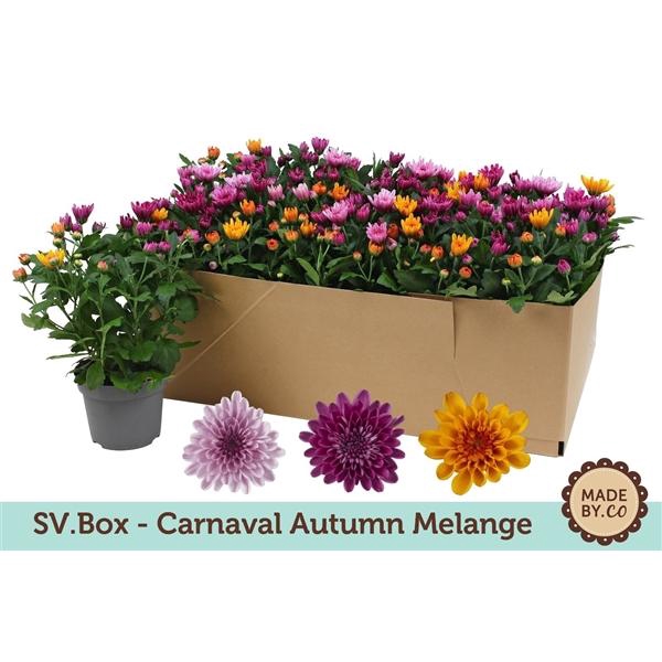 <h4>Chrysanthemum Indicum Grp Mount Aubisque gemengd in pot</h4>