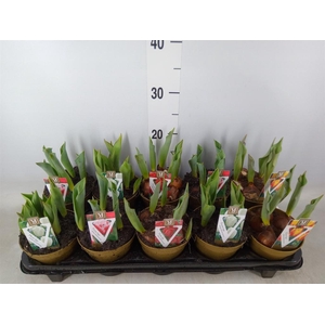 Tulipa   ...mix