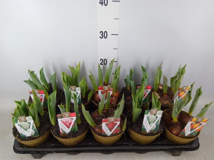 <h4>Tulipa ...mix</h4>