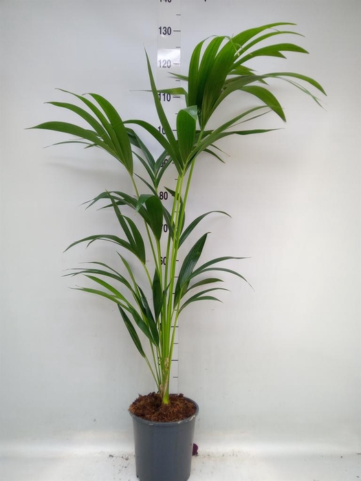 <h4>Howea forsteriana</h4>