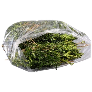 Buxus semp.   .../bos