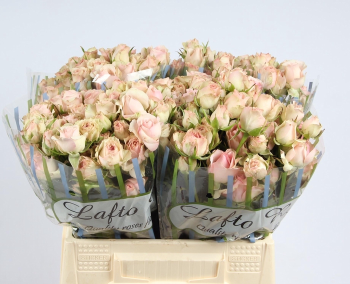 <h4>R TR DINARA</h4>