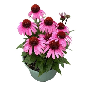 Echinacea purpurea