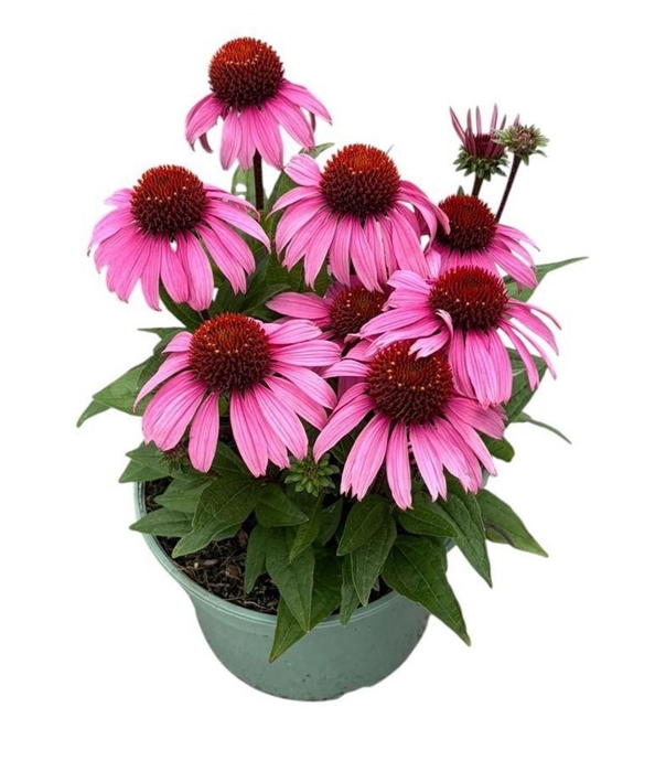 <h4>Echinacea purpurea</h4>