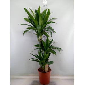 Dracaena frag. 'Janet Craig'