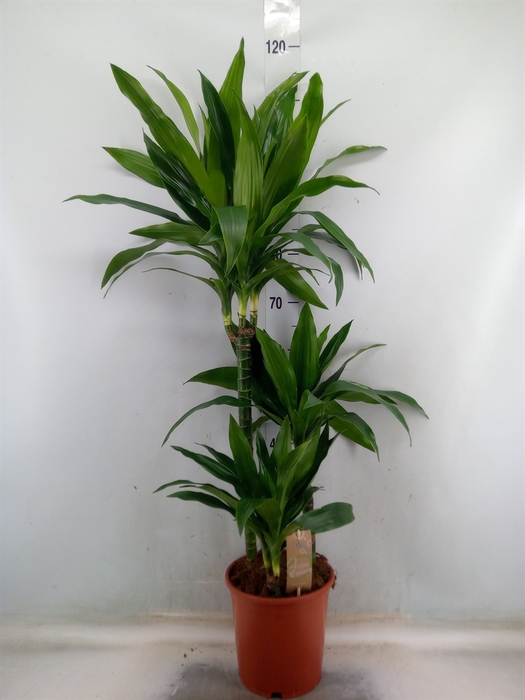 <h4>Dracaena frag. 'Janet Craig'</h4>
