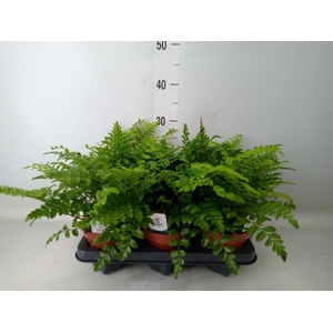 Asplenium  'Parvati'