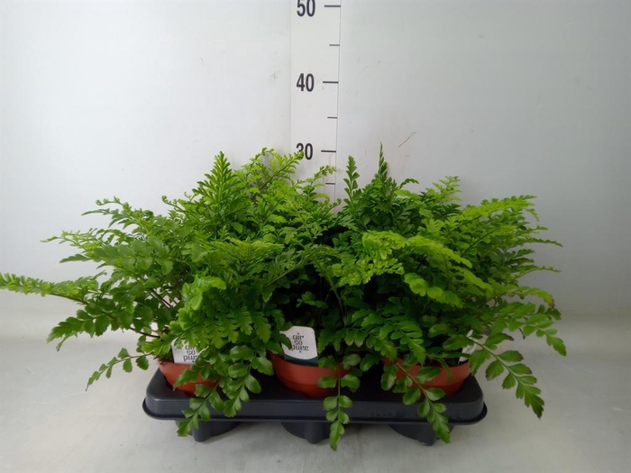 <h4>Asplenium  'Parvati'</h4>