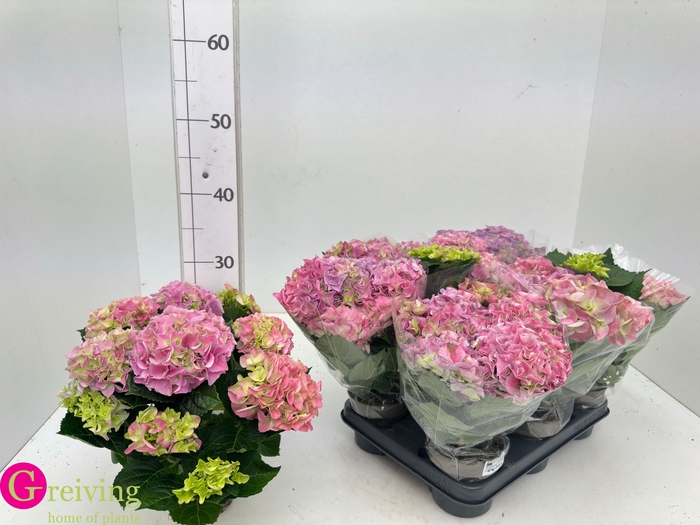 <h4>HYDR M EARLY ROSA</h4>