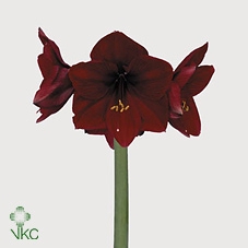 <h4>Hipp Royal Velvet</h4>