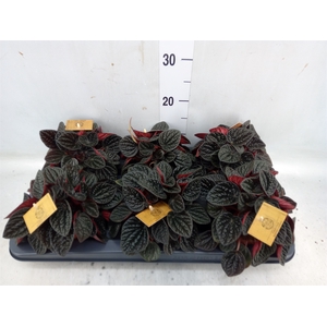 Peperomia