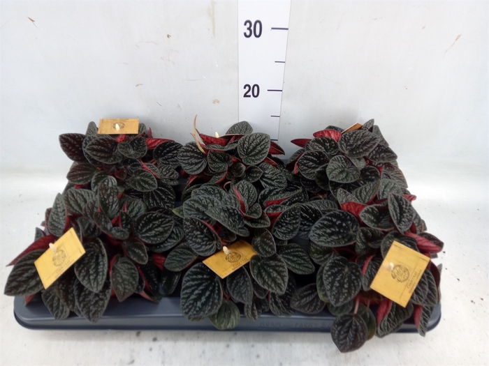 <h4>Peperomia</h4>