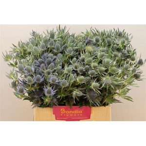 ERYN MAG BLUE LAGOON