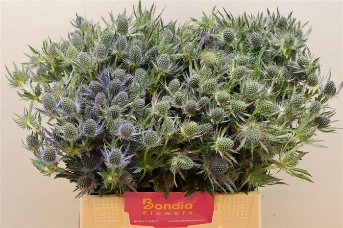 <h4>ERYN MAG BLUE LAGOON</h4>