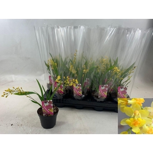 ONCIDIUM OV
