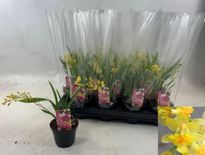 <h4>ONCIDIUM OV</h4>