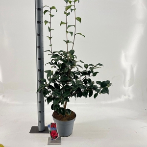 Camellia reticulata Mary Williams