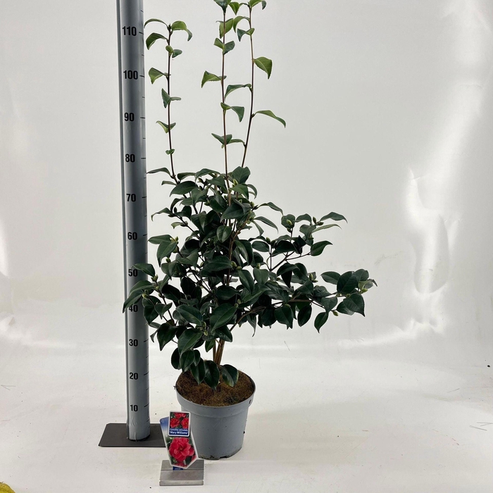 <h4>Camellia reticulata Mary Williams</h4>