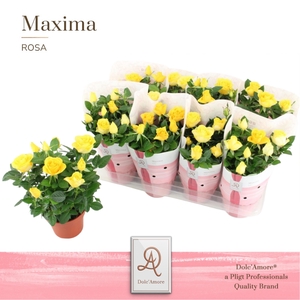 Rosa Infinity Yellow Dolc'Amore Maxima