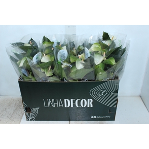 ANTHURIUM VARIADO P15 PREMIUM