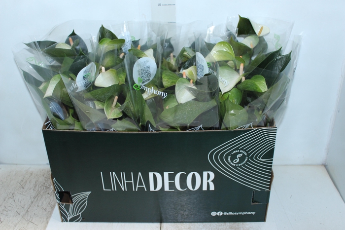 <h4>ANTHURIUM VARIADO P15 PREMIUM</h4>