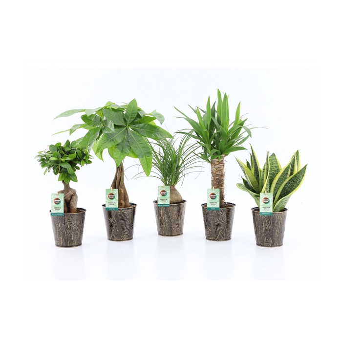 <h4>Easy to Care mix in Iron Leaf</h4>