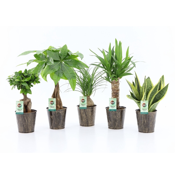 Easy to Care mix in Iron Leaf