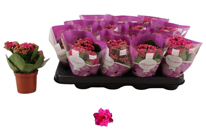 <h4>KAL GE DON VICTORIO</h4>