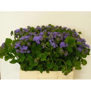 Ageratum blue planet