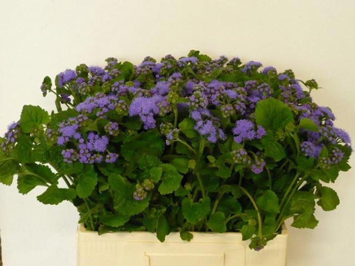 <h4>Ageratum blue planet</h4>