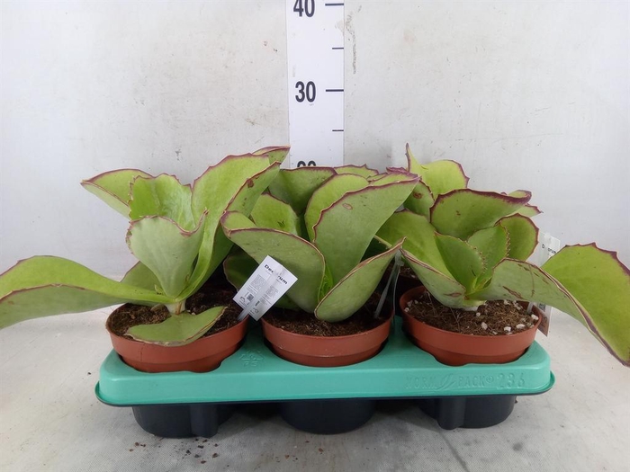 <h4>Kalanchoe NF   ...</h4>