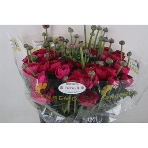 Ran Cloni Sup Spotlight