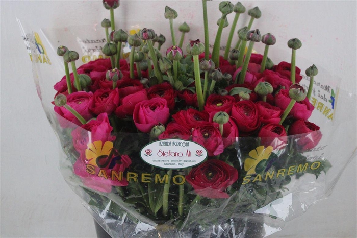 <h4>Ran Cloni Sup Spotlight</h4>