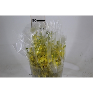 ONCIDIUM HONEY ANGEL 040 CM AMARELO