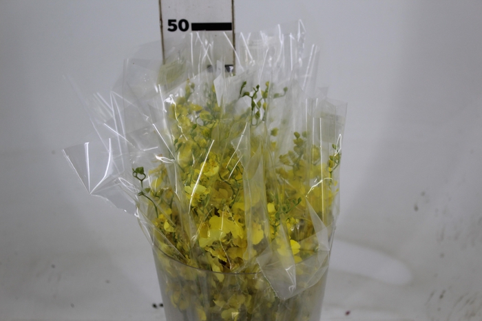 <h4>ONCIDIUM HONEY ANGEL 040 CM AMARELO</h4>