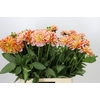 Dahlia Hapet Harmony