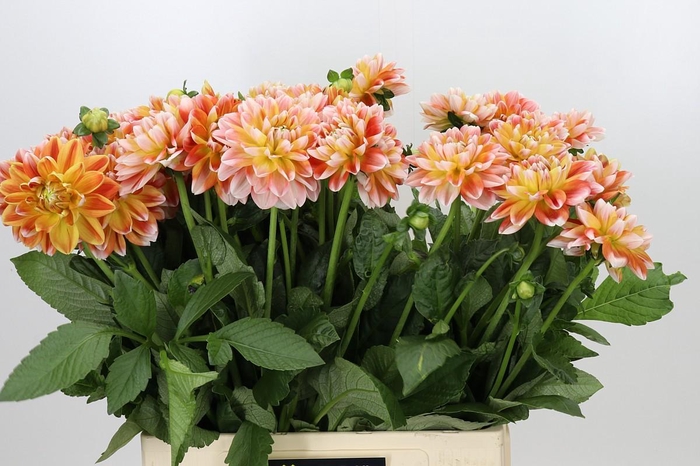 <h4>Dahlia Hapet Harmony</h4>