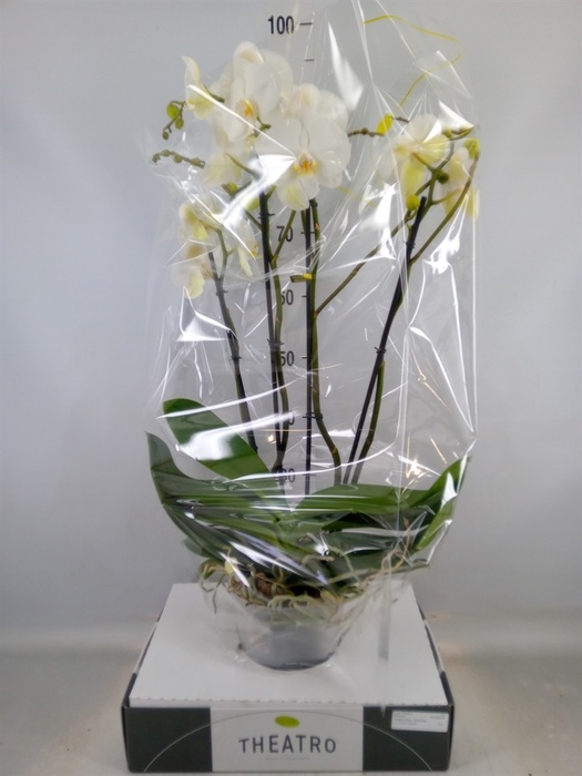 <h4>Phalaenopsis   ...white</h4>