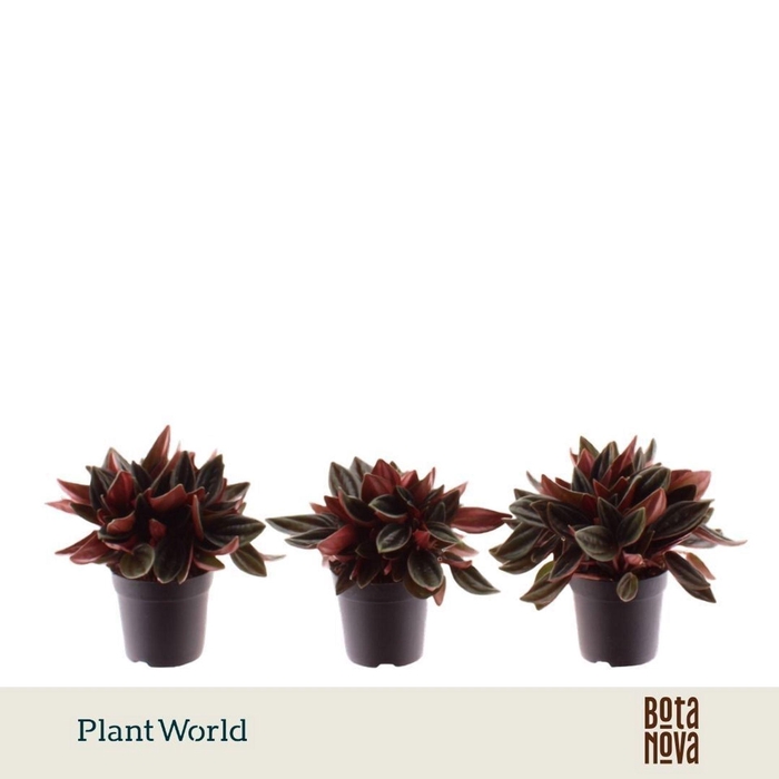 <h4>Peperomia Rosso</h4>