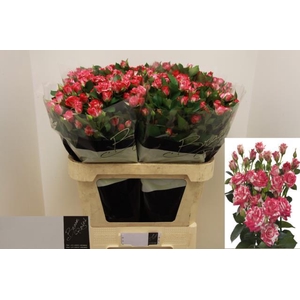 Rosa TR 'Fireworks'